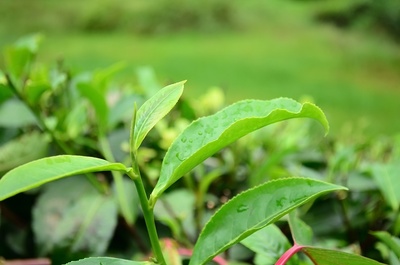 良種是關鍵 茶樹優(yōu)良品種的八大作用解析